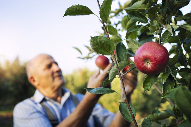 apple-fruit-harvest-orchard.jpg