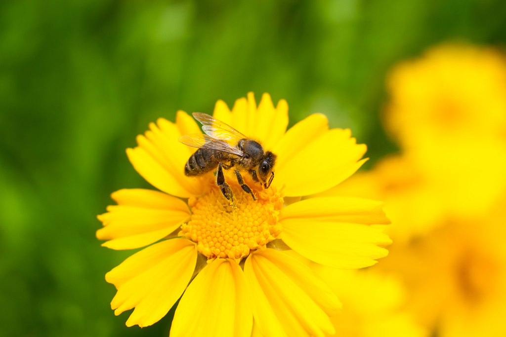 Naše digitálne prihlášky pomáhajú včelám
