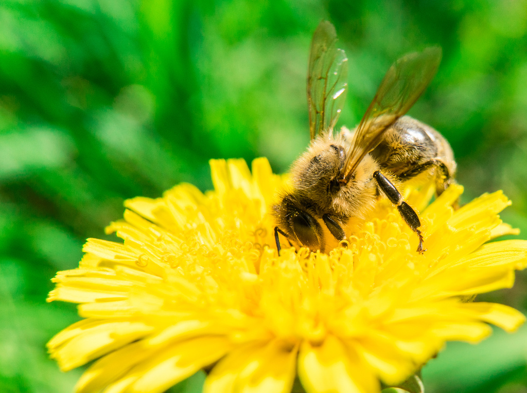 Na včely nezabúdame. Aj tento rok sadíme lúky