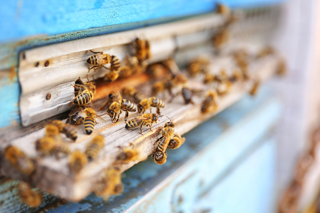 5 zaujímavostí o včelách, o ktorých ste zrejme netušili
